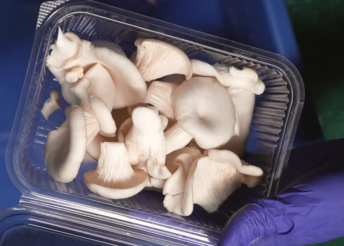 A clear punnet filled by hand on the farm with fresh oyster mushrooms